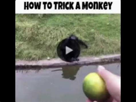 How to trick a monkey